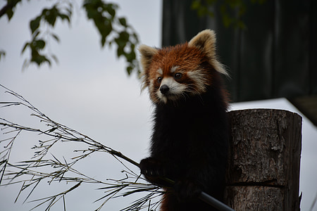 red raccoon on gray post thumbnail