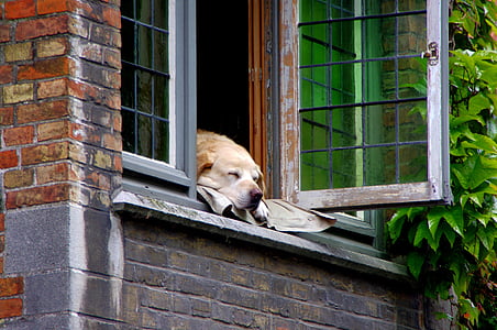 adult yellow Labrador retriever lying on window during daytime thumbnail