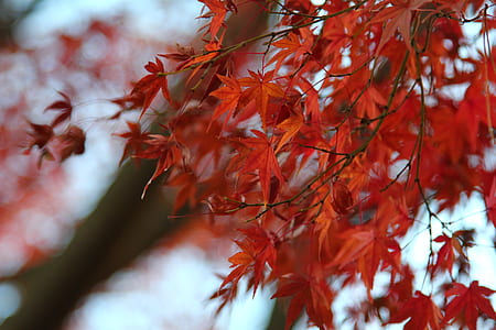 shallow focus photography of red maple leaves thumbnail