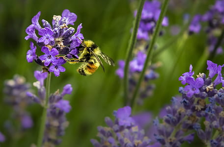 photo of bee on purple petaled flowers thumbnail