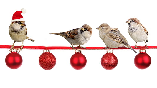 four gray bird on five red baubles thumbnail