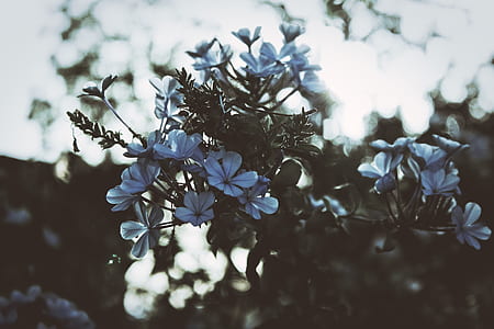 closeup photography of white clustered flowers thumbnail