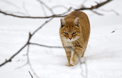 photo of orange cat waling on white snow thumbnail