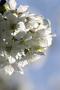 white pear blossoms in close-up photography thumbnail