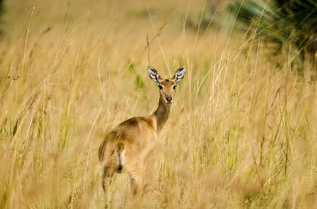 brown deer standing on brown grass thumbnail