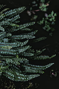 selective focus photo of green leafed plant thumbnail