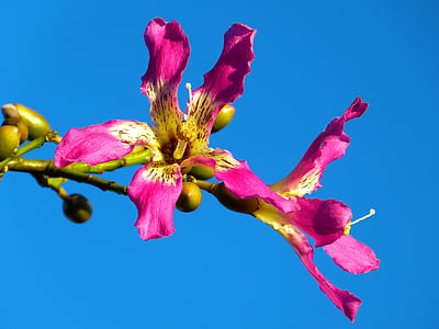 pink and yellow flower under blue clear sky during daytime thumbnail