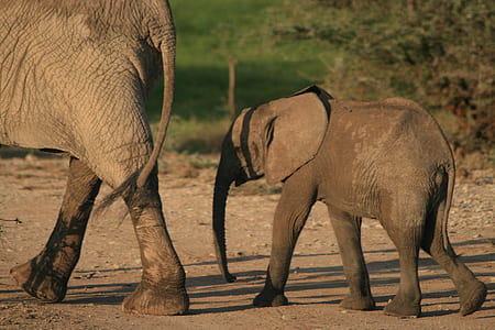mother and baby elephant walking on soil thumbnail