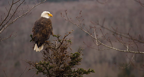 eagle perched on tree twig at daytime thumbnail