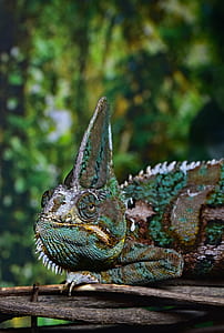 green and brown chameleon on tree branch thumbnail