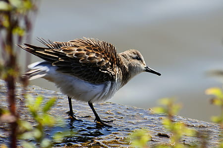 brown bird on water dew in close-up photo thumbnail