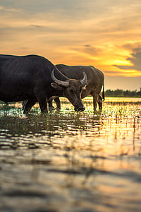 two black water buffalo on rice field during golden hour thumbnail