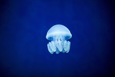 white jellyfish thumbnail