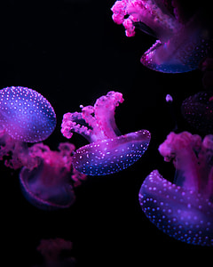 closeup photography of jelly fish thumbnail