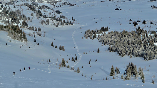 pine trees on snow ground thumbnail