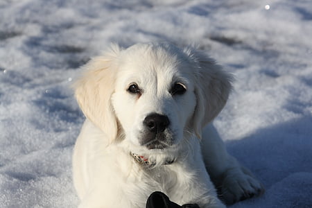 yellow Labrador retriever puppy lying on snow thumbnail