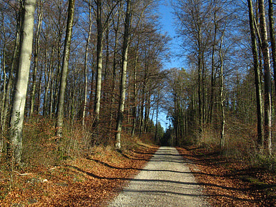 Forest Path, Autumn Forest thumbnail