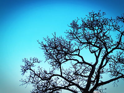 nature, sky, branches, leaves thumbnail