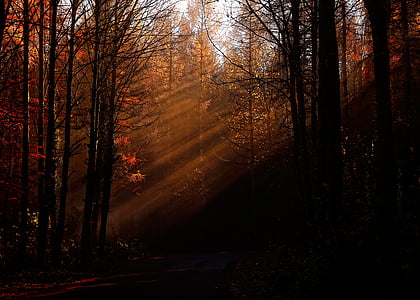 black forest thumbnail