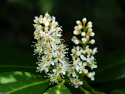 white chestnut flowers thumbnail