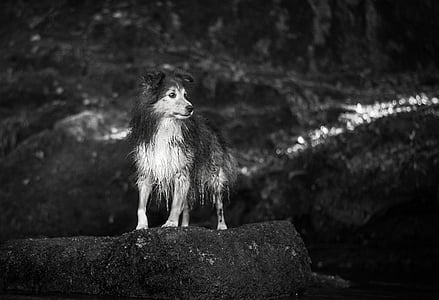 greyscale photography of rough collie puppy standing on rock thumbnail