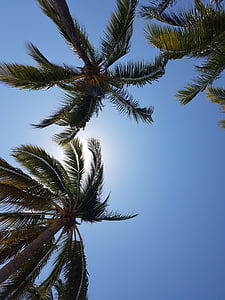 worm's-eye view of palm trees thumbnail