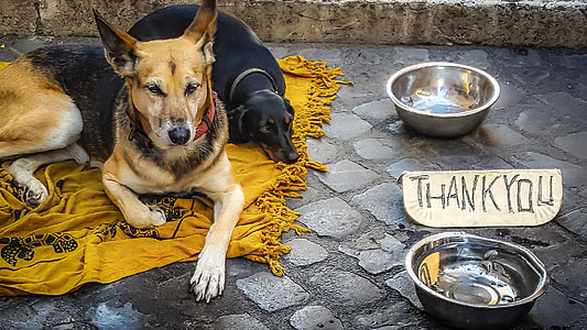 German shepherd and Dachshund lying on fringe cloth facing feeding bowls thumbnail
