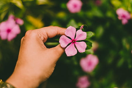 shallow focus photo of person holding pink flower thumbnail
