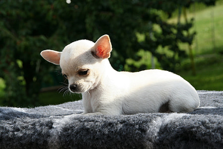 selective focus photography of short coat white puppy thumbnail
