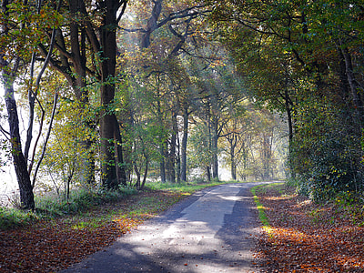 grey concrete pathway in between withered leaves and trees during daytime thumbnail