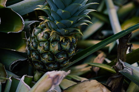 pineapple fruit thumbnail