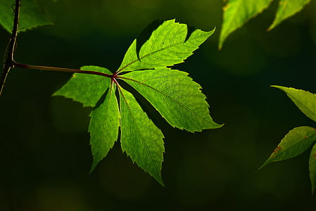 close-up photo of green leafed plant thumbnail