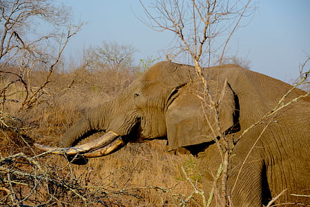 elephant near bare tree thumbnail