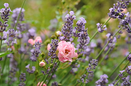 pink poppy in the midst of purple lavenders closeup photography thumbnail