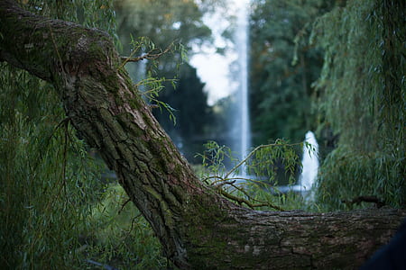 focus photography of tree trunk thumbnail
