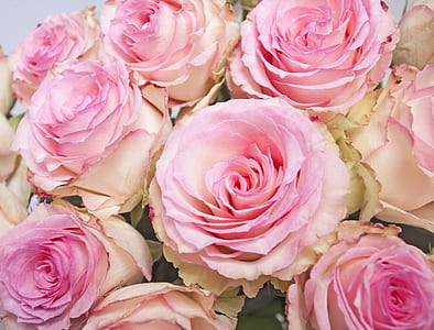 macro photo of pink and white flowers thumbnail