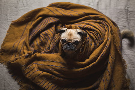View from above of a pug s face upwards looking into camera with its body wrapped in a blanket thumbnail