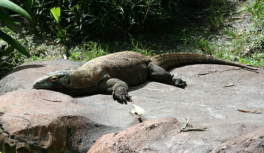 gray monitor lizard lying on rock thumbnail