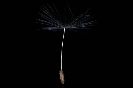 white dandelion flower seed closeup photography thumbnail