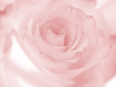 shallow focus photo of pink rose thumbnail