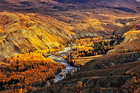 yellow and brown trees with mountain thumbnail
