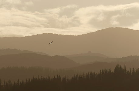 bird flying above trees under cloudy sky thumbnail
