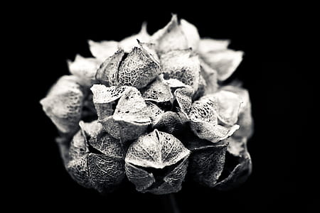 brown nut on black background thumbnail