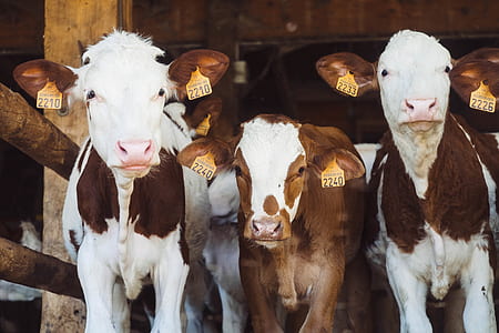 three white-and-brown cows thumbnail