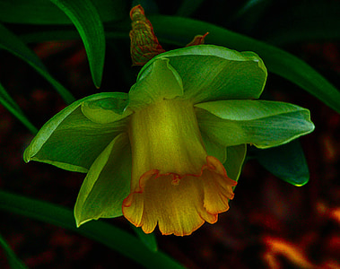 yellow bellflower thumbnail