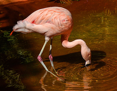 flamingo on body of water thumbnail