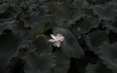 selective-color photography of white lotus flower thumbnail