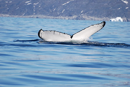whale on water during daytime thumbnail