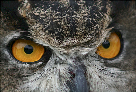 gray owl on focus photo thumbnail