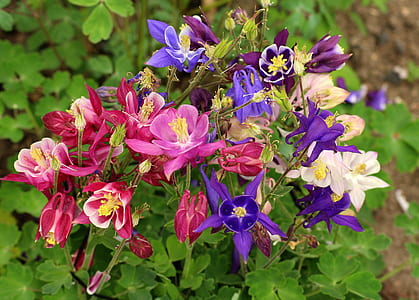 purple and red petaled flowers thumbnail
